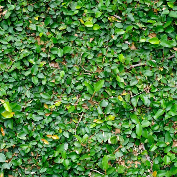 Oranje muur met klimop plant — Stockfoto