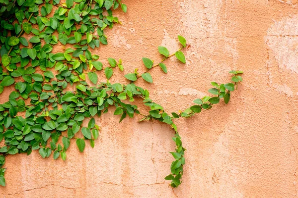 常春藤植物橙色墙 — 图库照片