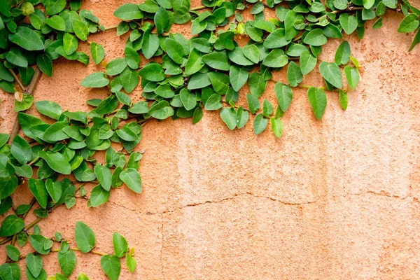 Orange vägg med murgröna växt — Stockfoto