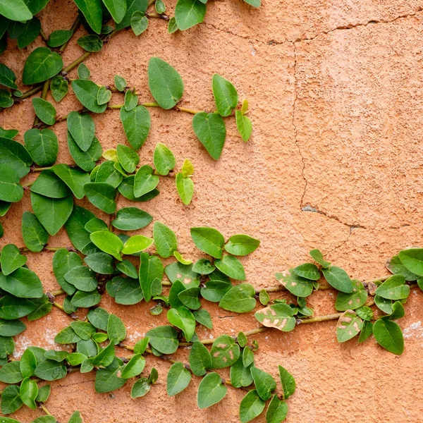 Orange wall with ivy plant — Stock Photo, Image