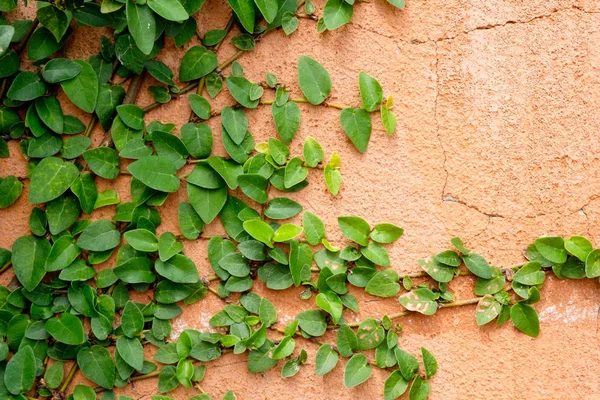 Sarmaşık bitki ile turuncu duvar — Stok fotoğraf
