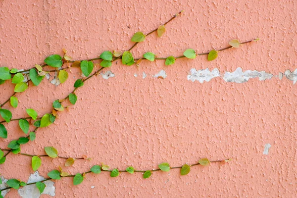 粉色的墙与常春藤植物 — 图库照片