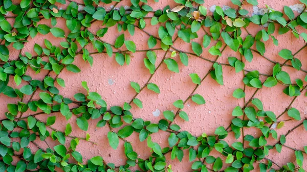 Růžová stěna s břečťanu — Stock fotografie