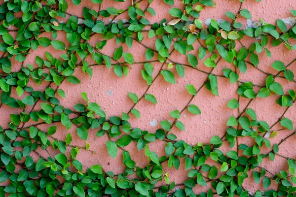 Parede rosa com planta hera — Fotografia de Stock