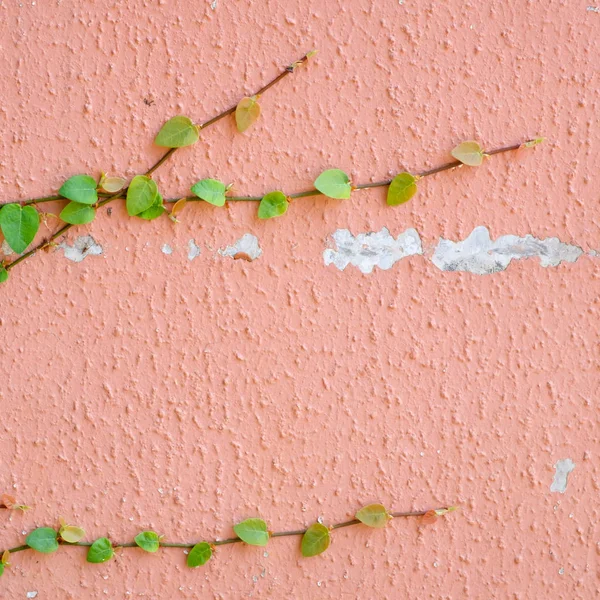 Pink wall with ivy plant — Stock Photo, Image