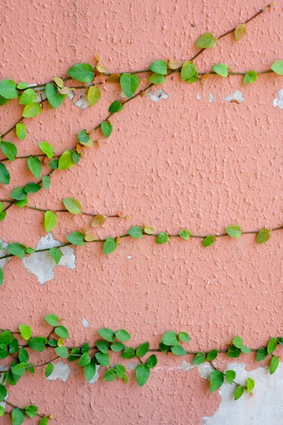 Pink wall with ivy plant — Stock Photo, Image