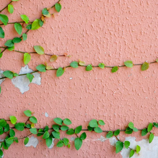 Rosa Wand mit Efeupflanze — Stockfoto