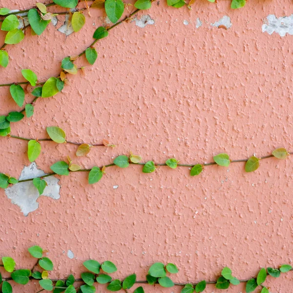 Pink wall with ivy plant — Stock Photo, Image