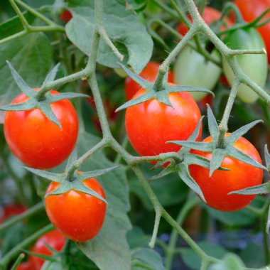 Tarım alanında, park açık kırmızı olgun domates