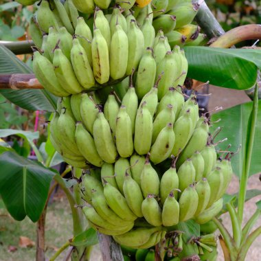 Muz bitki yeşil muz grup.