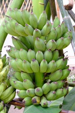 Muz bitki yeşil muz grup.