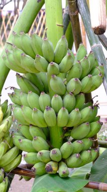 Muz bitki yeşil muz grup.