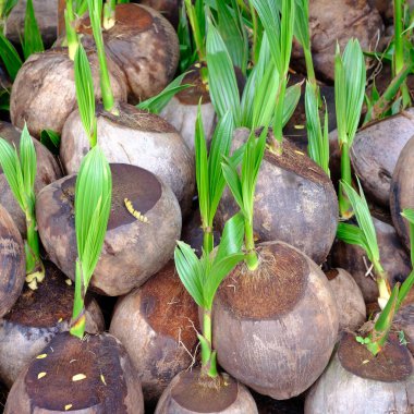 Hindistan cevizi ağacı filizleri