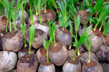 Hindistan cevizi ağacı filizleri