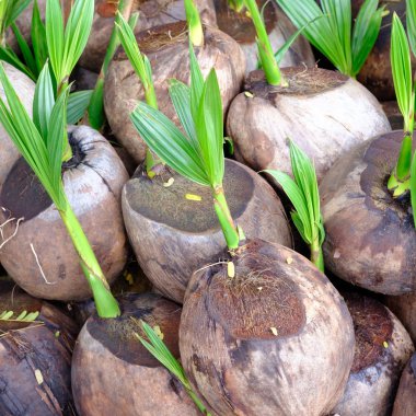 Hindistan cevizi ağacı filizleri