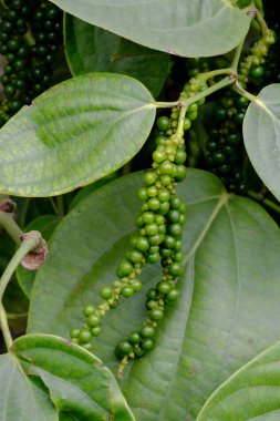 taze piper nigrum olan ağaç üzerinde