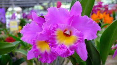 büyük bahçesinde mor orkide