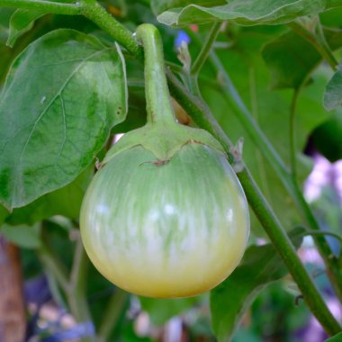 Yeşil bir diken elma (Solanum incanum meyvesi)