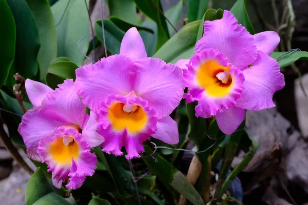 Purple orchid in the garden — Stock Photo, Image