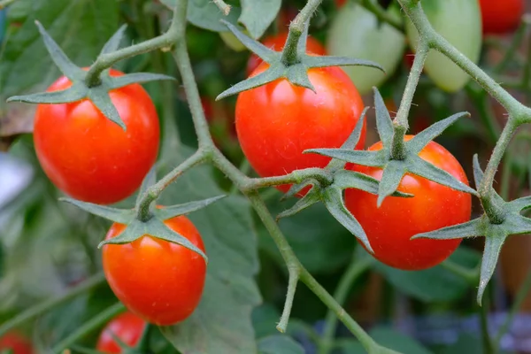Tomate maduro vermelho no campo agrícola, parque ao ar livre — Fotografia de Stock