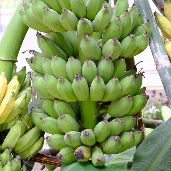 Muz bitki yeşil muz grup.