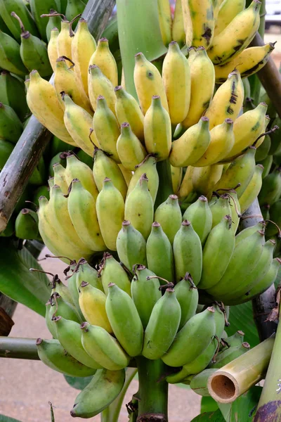 Green banana bunch in banana plant.