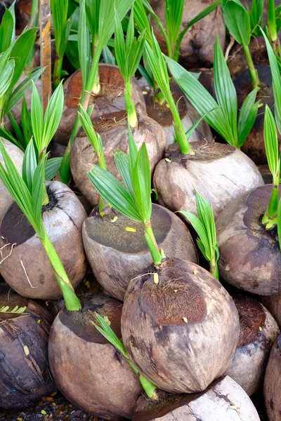 Sprout of coconut tree — Stock Photo, Image