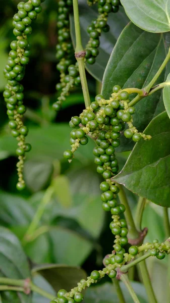 Fresh Piper nigrum on its tree — Stock Photo, Image