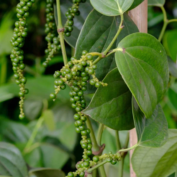 Fresh Piper Nigrum Its Tree — Stock Photo, Image