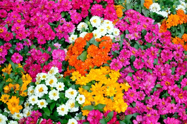 Krásné květiny pozadí — Stock fotografie