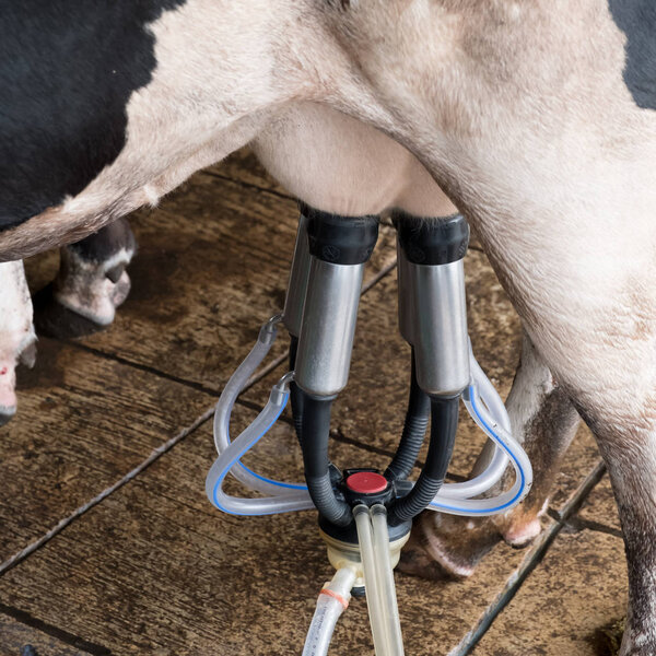 Cow milking facility and mechanized milking equipment