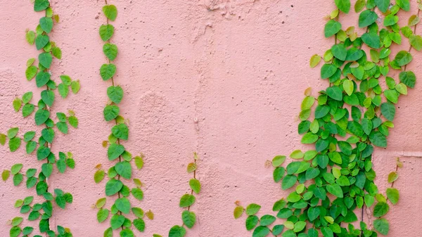 Pared rosa con planta de hiedra — Foto de Stock