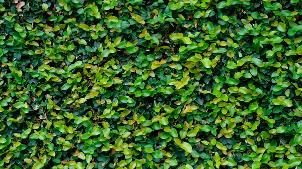 绿色的常春藤覆盖的墙作为背景图像 — 图库照片