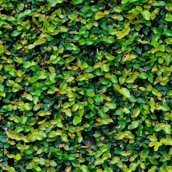 Green ivy covered wall as background image — Stock Photo, Image
