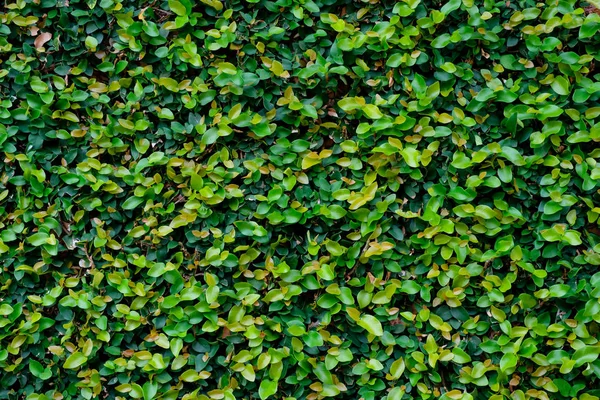 Grüne, mit Efeu bewachsene Wand als Hintergrundbild — Stockfoto