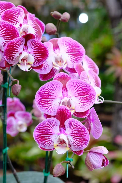 Фиолетовая орхидея в большом саду — стоковое фото