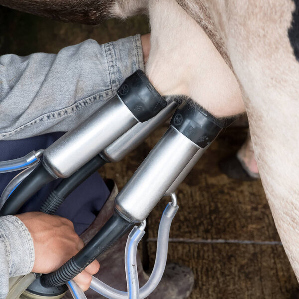 Cow milking facility and mechanized milking equipment