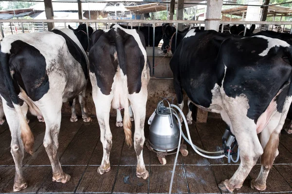 Cow milking facility and mechanized milking equipment