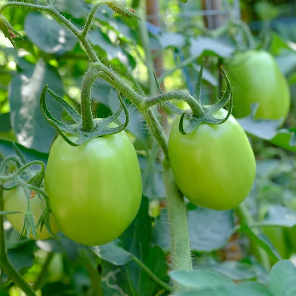Zielone pomidory. Koncepcja rolnictwa. — Zdjęcie stockowe