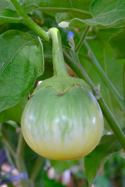 Zielony owoc jabłko ciernia (Solanum incanum) — Zdjęcie stockowe