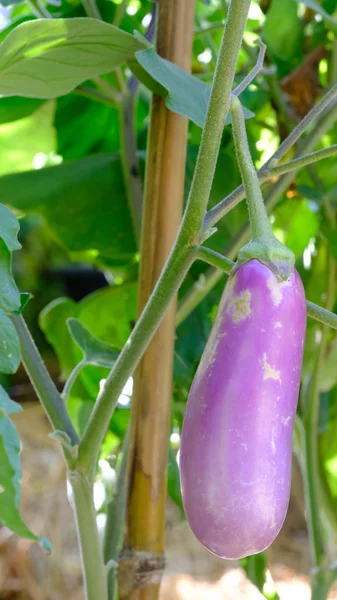 Bakłażan fioletowy - Solanum melongena L. na drzewo, — Zdjęcie stockowe