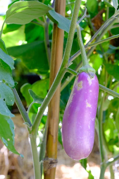 Eggplant purple - Solanum melongena L. on tree, — Stock Photo, Image