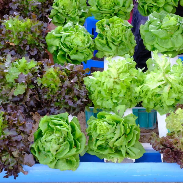 Hydroponic salad vegetable. — Stock Photo, Image