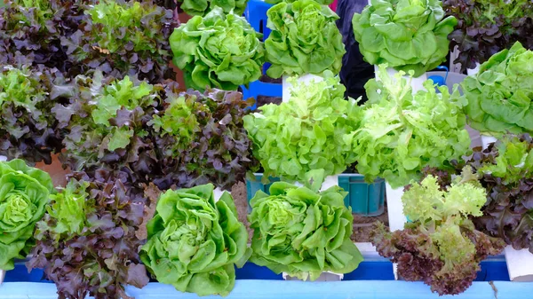 Hydroponic salad vegetable. — Stock Photo, Image