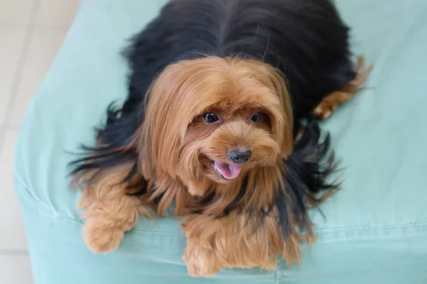 Yorkshire Terrier sitting on the bed — Stock Photo, Image