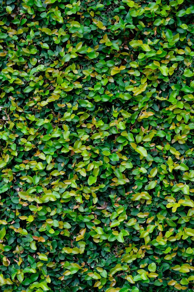 Green ivy covered wall as background image — Stock Photo © piyagoon