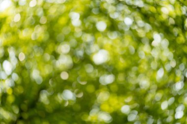 Bokeh arka planda doğa