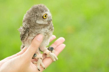 Kukumav yandan ayakta