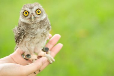 Kukumav yandan ayakta