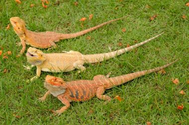 Bahçedeki sakallı Ejder